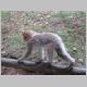 044 Montagne des Singes.jpg